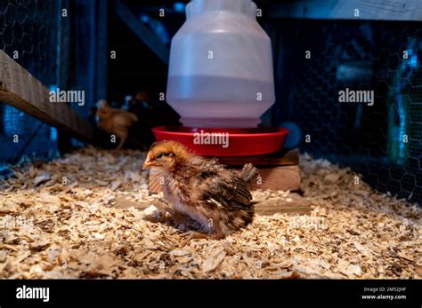 Young Chicks Inside A Chicken Brooder Cage With A Heat Lamp Wood