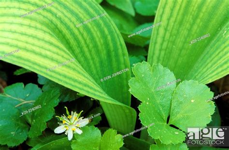 Blue Bead Lily Clintonia Borealis Leaves And Starflower Trientalis