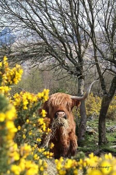 Pin Van Yvonne Batten Op Highland Coo