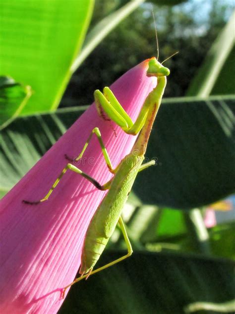 594 Praying Mantis Pink Flower Photos - Free & Royalty-Free Stock ...