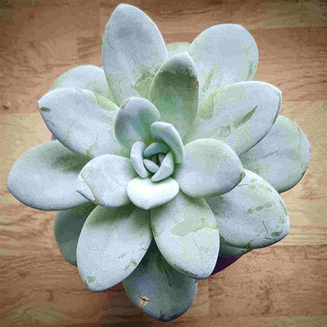 28 Stunning Pink Succulents To Grow - Succulent Path