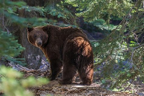 Several Hundred Pound Black Bear Found Dead In Plastic Bag Near Walking Trail