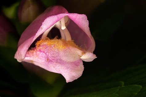 Premium Photo Chelone Lyonii Pink Turtlehead