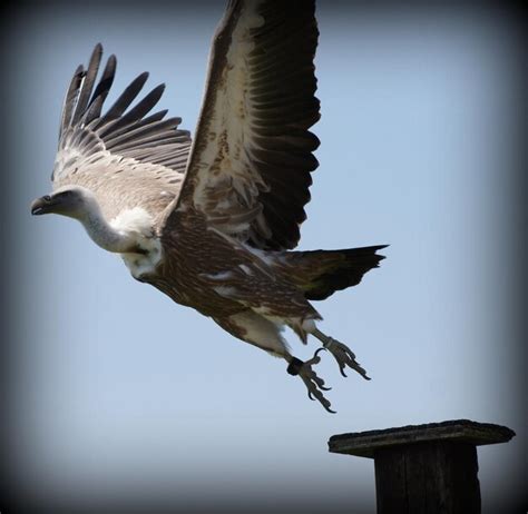 Premium Photo | Close-up of vulture flying against clear sky