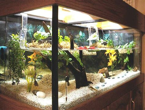 Set Up For Aquatic Newts Freshwater Aquarium Amphibians Habitats