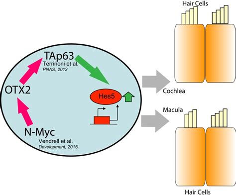 OTX2 regulates the expression of TAp63 leading to macular and cochlear ...