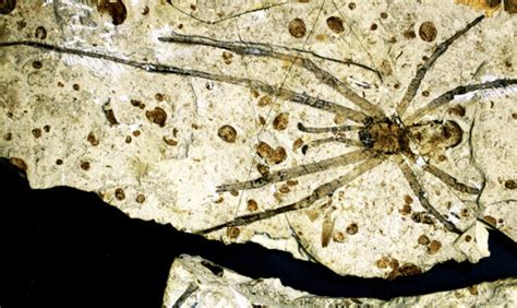 This Is The Biggest Fossil Spider Ever Found On Earthsky Earth Earthsky