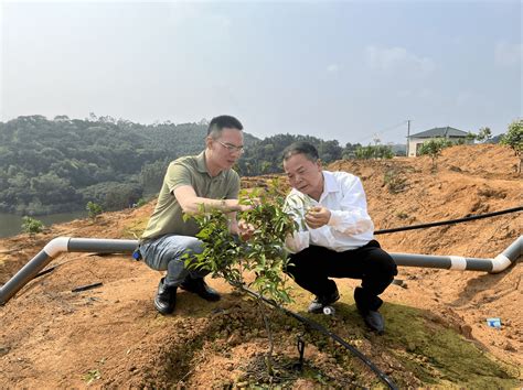 【心连心走基层 面对面解难题】王小平到三合镇走访调研发展种植建设