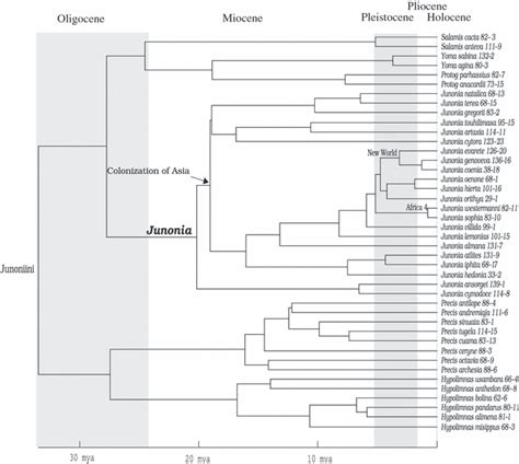 Out‐of‐africa Origin And Dispersal‐mediated Diversification Of The