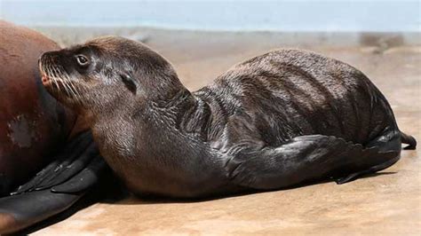 Brookfield Zoo welcomes 2 California sea lion pups - ABC7 Chicago