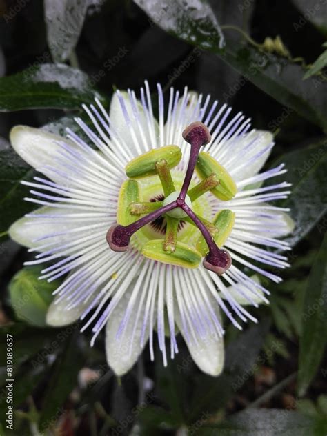 Foto De Passion Flower Passiflora Caerulea Leaf In Tropical Garden