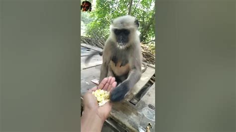 बन्दर को मजा आ गया 🐵🐒 Shortvideo Shortsfeed Trending Viral Monkey