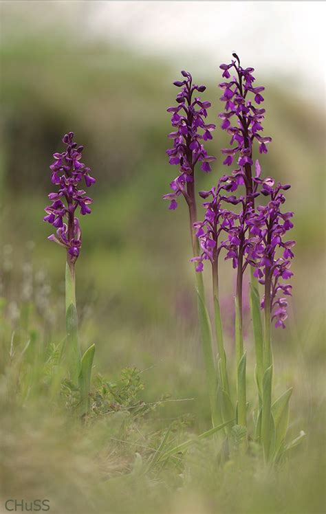 Paisaje con orquideas María Jesús LopezB Flickr