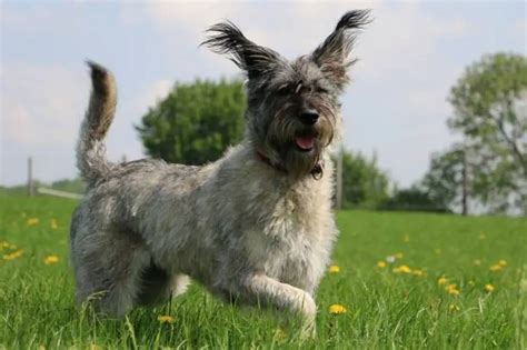 Are Giant Schnauzers Good Guard Dogs? - The Schnauzer Collective