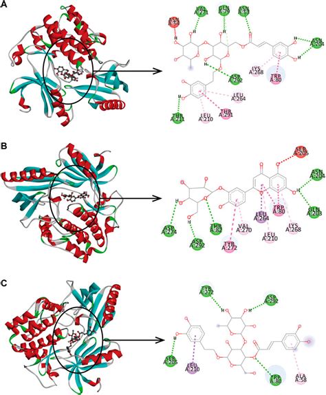 Frontiers Network Pharmacology And Molecular Docking On The Molecular