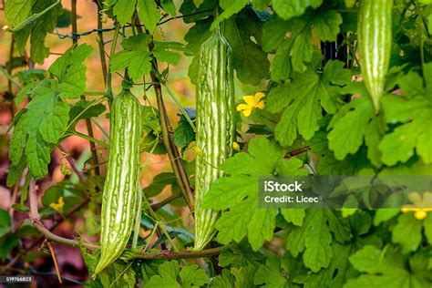 ampalaya plant