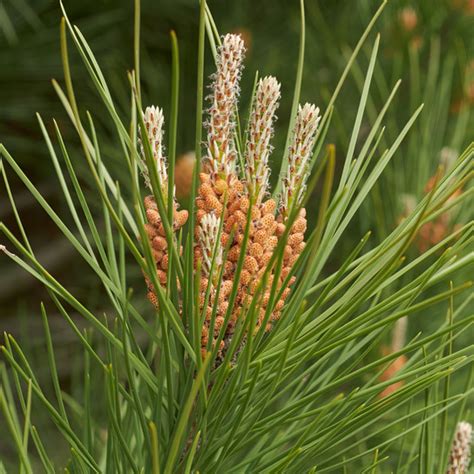 Virginia Pine Tree Plant Addicts