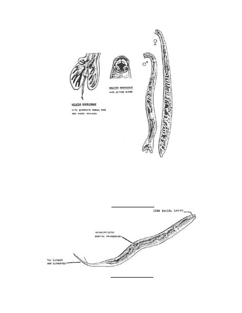 Necator Americanus Labeled