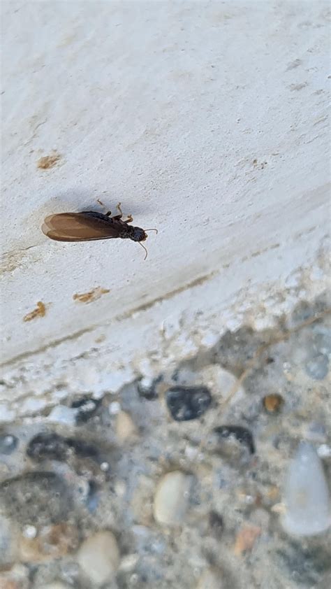 is this a termite alate?? : r/whatsthisbug