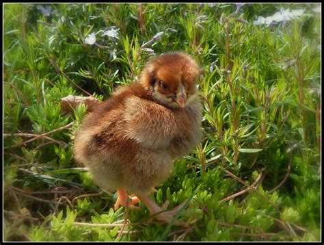 Our First Batch Of Chicks Im In Love Backyard Chickens Learn