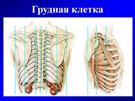 Грудная клетка - презентация онлайн
