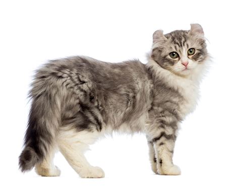 American Curl Cat | Cat Breed Info And Characteristics