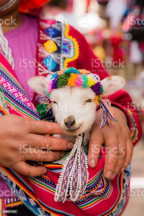 Peruvian Woman In Traditional Clothes Holding A Baby Llama Stock Photo