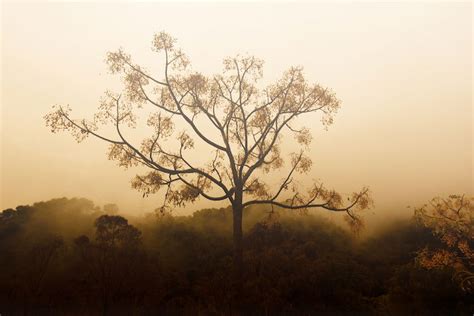 How to Photograph Fog - 12 Tips for Mystical Fog Photography