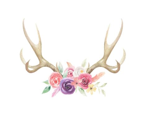 Best Antler Illustrations Royalty Free Vector Graphics And Clip Art Istock