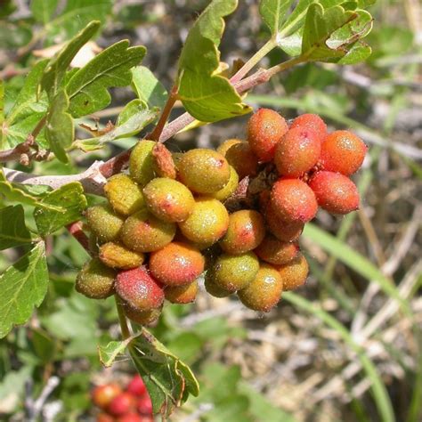 Skunkbush Sumac Seeds (rhus trilobata) - Price €2.90