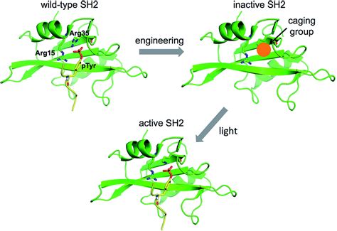 A Photoactivatable Src Homology Sh Domain Rsc Advances Rsc