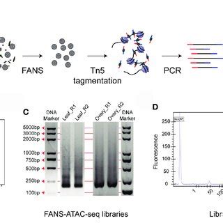 PDF Mapping Open Chromatin By ATAC Seq In Bread Wheat