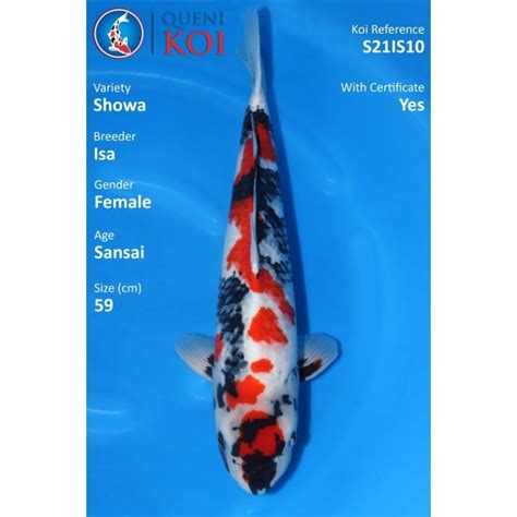 Isa Showa S Is Koi From Queni Koi Ltd Uk