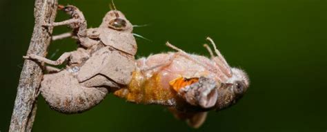 Rare Event Two Cicada Broods Emerge Together For First Time In 221