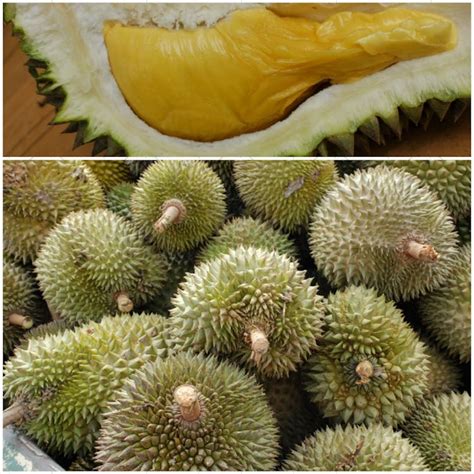 Free stock photo of Malaysian popular durian fruit