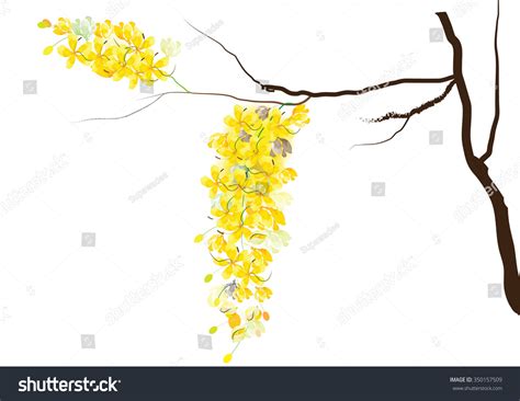 Golden Shower Flowers Ratchaphruek Yellow Flowers Stock Vector (Royalty ...