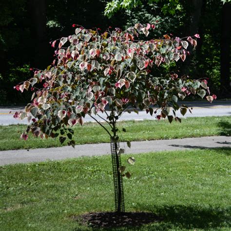 Carolina Sweetheart Redbud New Blooms Nursery