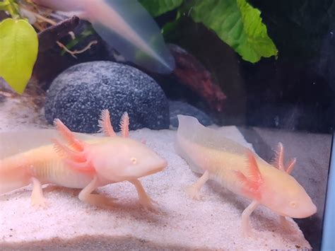 Ajolotes - Acuario de Sevilla