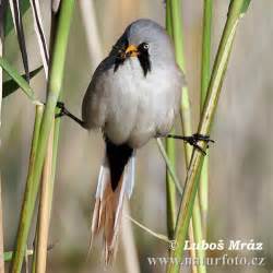 Passerine - Wikipedia