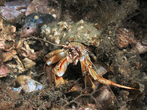 Bernhard S Hermit Crab Pagurus Bernhardus MarLIN The Marine Life