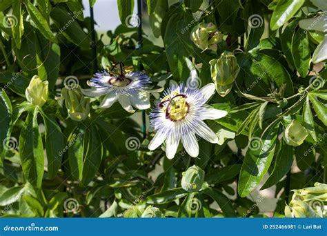 Gardening Landscaping Flowers Of Passiflora Passiflora Caerulea