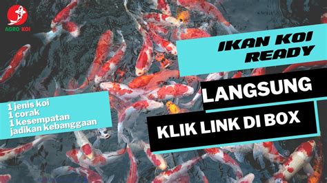 IKAN KOI READY Kohaku Showa Sanke Dan Paketan Dari Agro Koi Farm