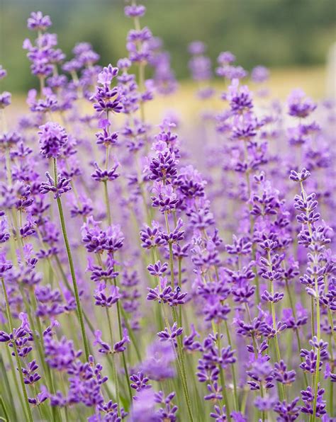 Lavender Varieties For A Fragrant Garden Wherever You