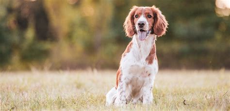 Springer Spaniel Walijski Blog Sklepu Pupilkarma Pl