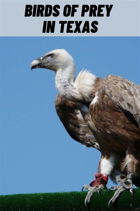 Common Birds Of Prey In Texas Raptors In Texas Prey