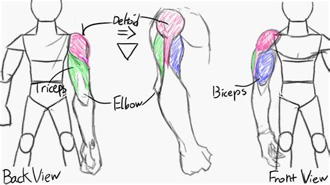 Muscle/Anatomy practice part 4 (Digital) by Goldenzx on DeviantArt