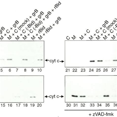 Grb Mediated Cytochrome C Release From Isolated Mitochondria Requires