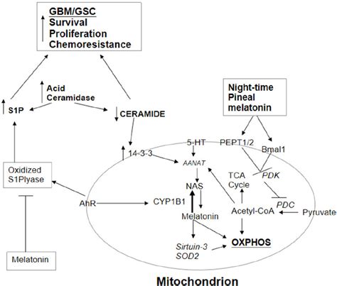 AhR Activation Not Only Increases CYP1B1 And The NAS Melatonin Ratio