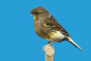 What Is A Gloster Canary? A Full Guide To Genetics And Breeding