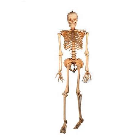 PVC Color Coated Human Skeleton Model At Rs 1700 In Ambala ID